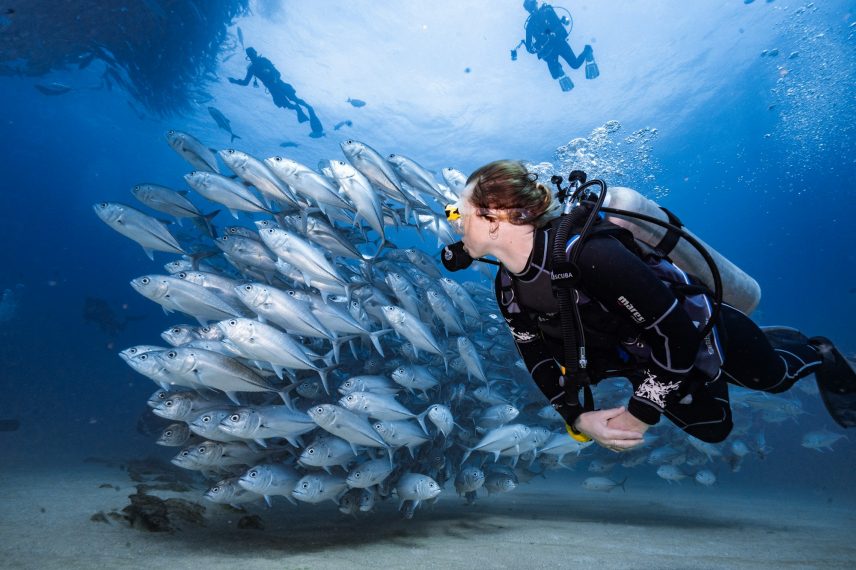Person scuba diving amidst a school of fish in the ocean in Mexico.